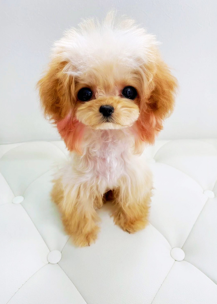 岡山のトリミングサロン＆カフェ｜Dogsalon&Cafe PawPads | 岡山市北区