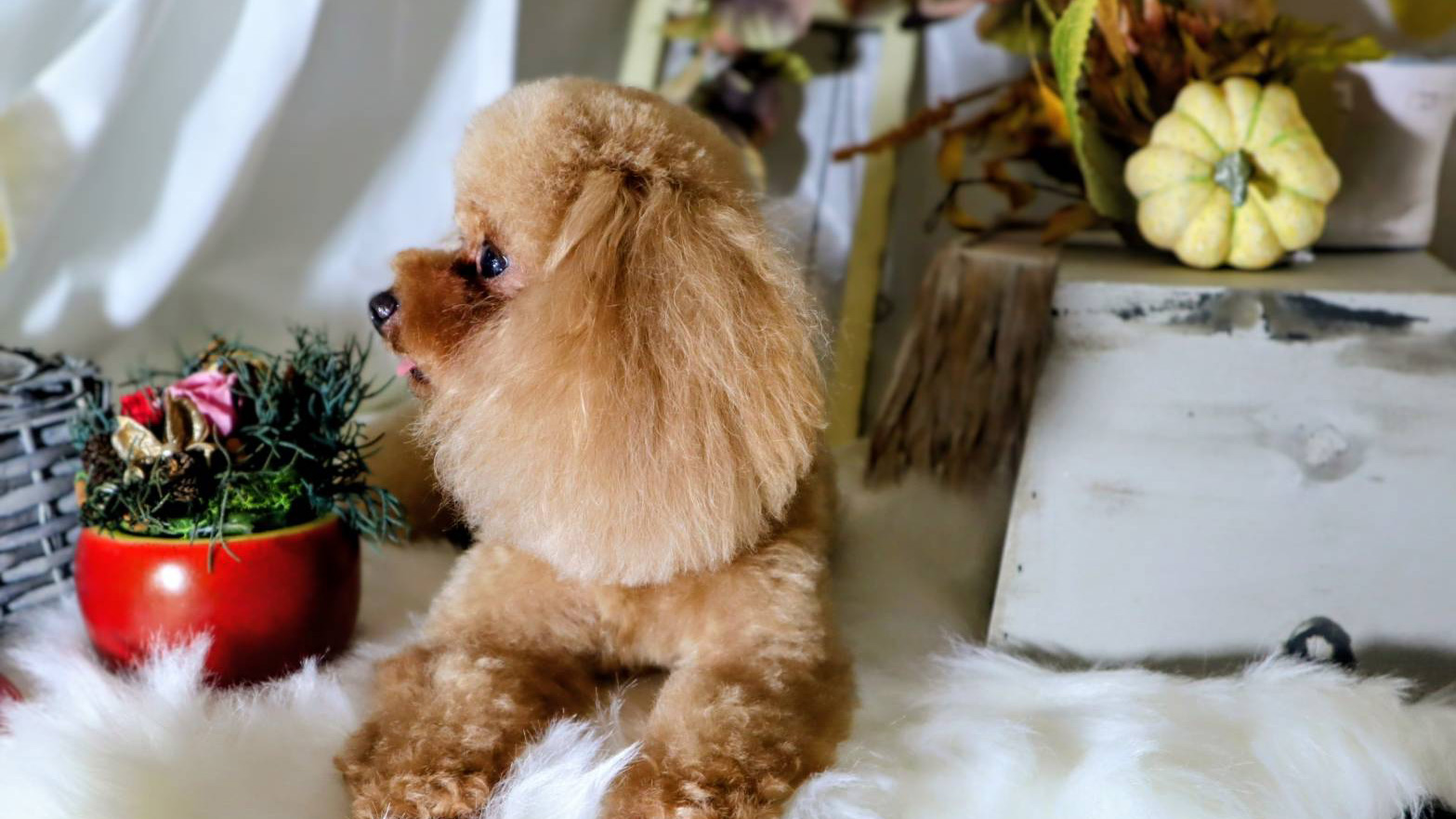 トリミングサロンの選び方|失敗しないための3つの視点