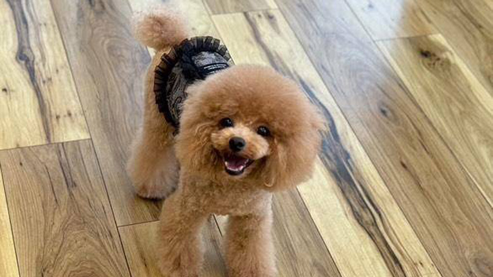 まとめ｜岡山で愛犬にぴったりのトリミングサロンを見つけよう