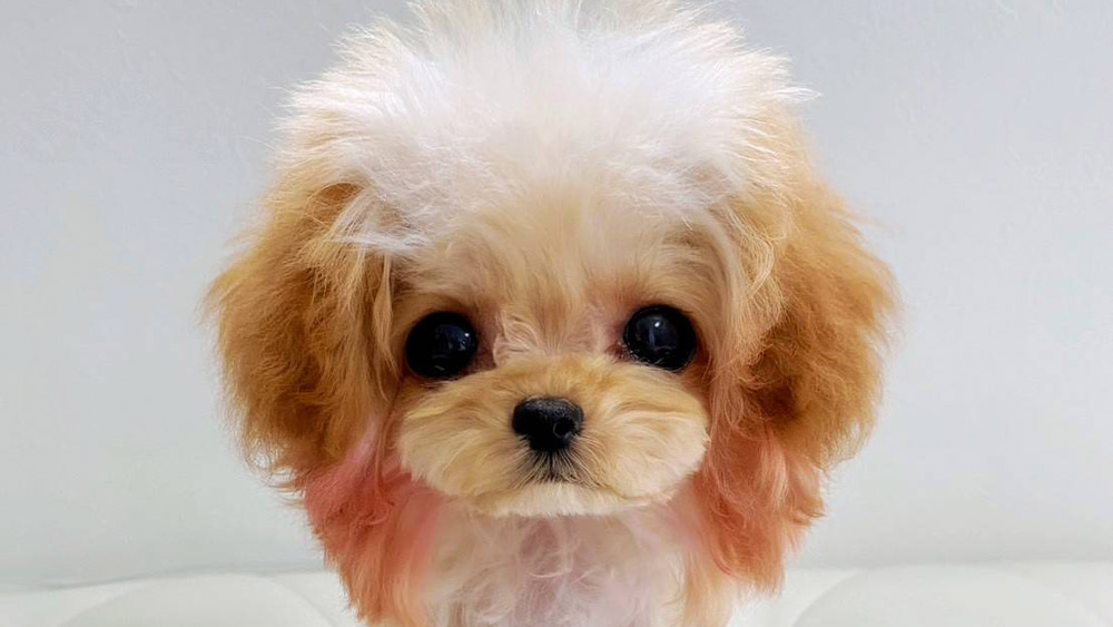 犬種別に見る人気カットスタイル