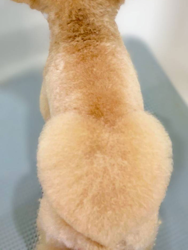 トリミングされたわんちゃん