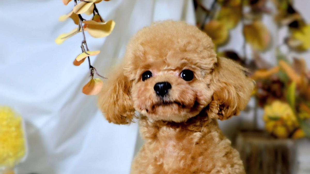 実際に利用した飼い主さまの声｜PawPadsの口コミ