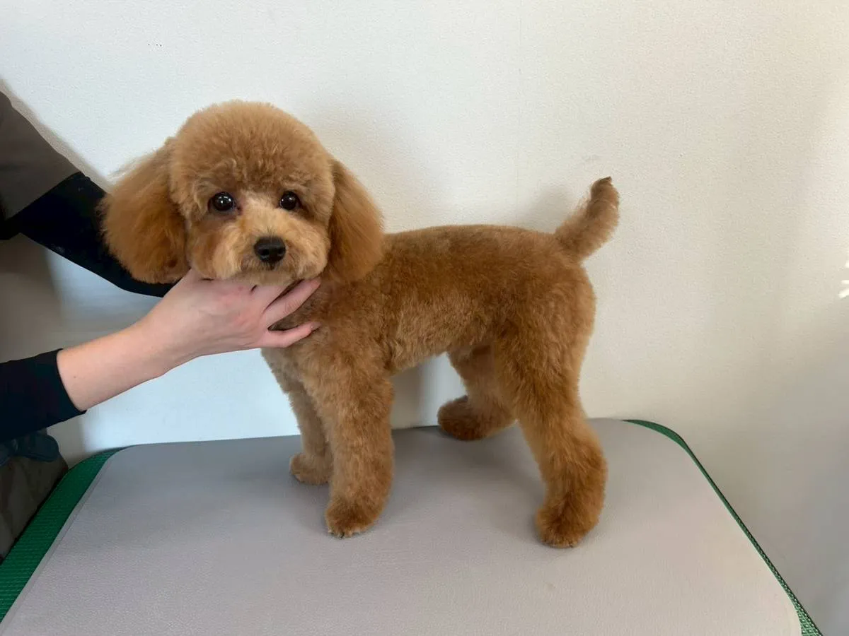 なぜうちの犬はトリミングを嫌がるの?|5つの主な原因