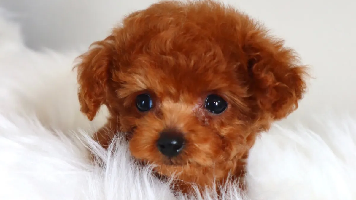 岡山で「嫌がる犬に優しい」トリミングサロン