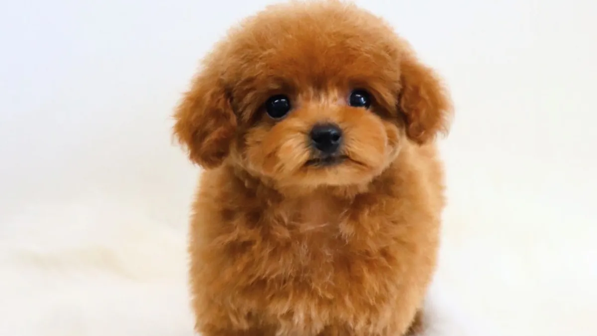 トリミングを嫌がる犬のストレス軽減術|5つの対処法