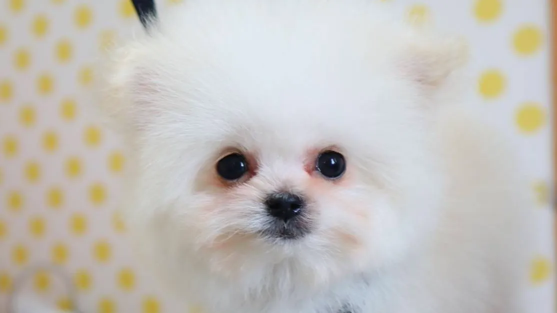 わんちゃんの画像