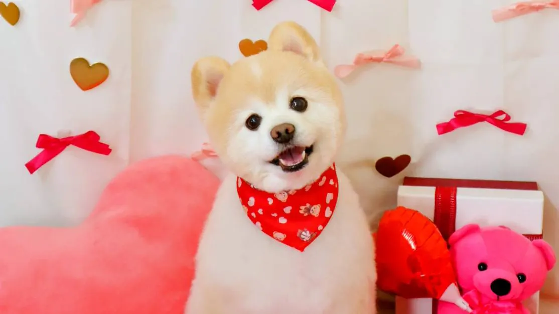 わんちゃんの画像