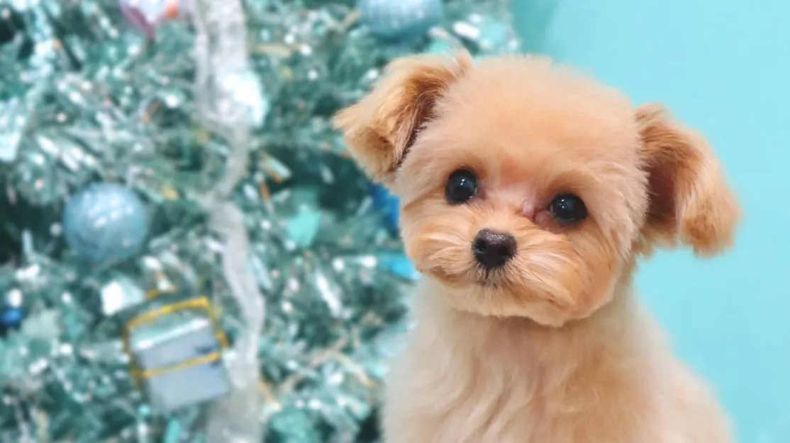 ポメラニアンのトリミングは岡山のどのサロンに任せるべきか