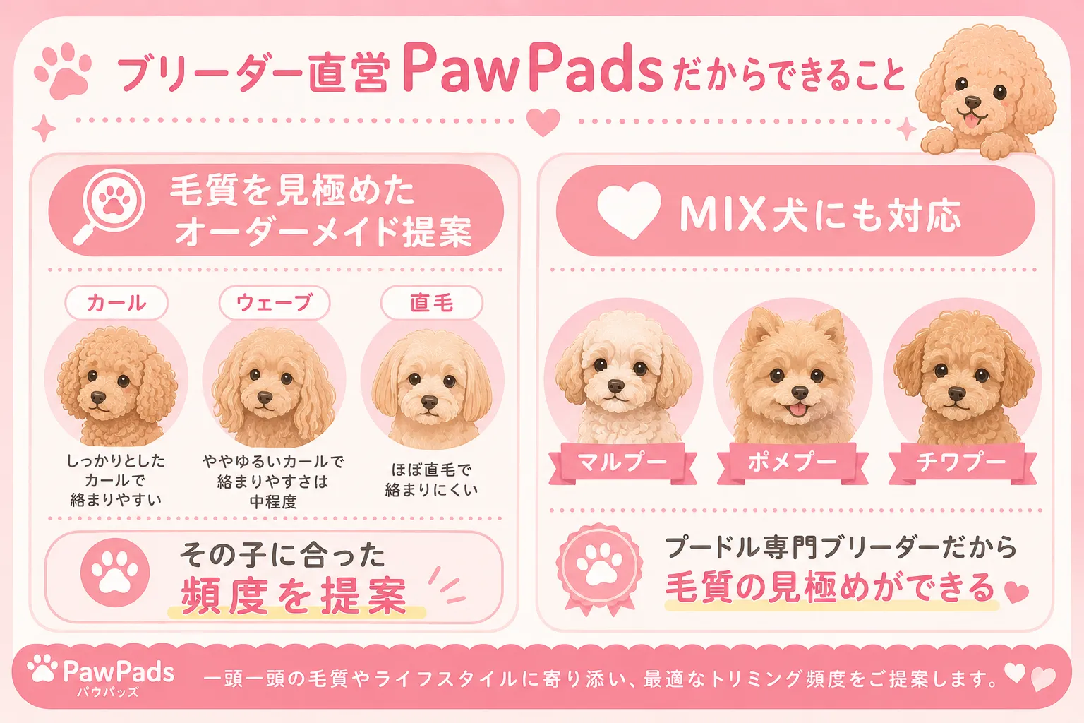 ブリーダー直営PawPadsだからできること。毛質別オーダーメイド提案とMIX犬対応のインフォグラフィック