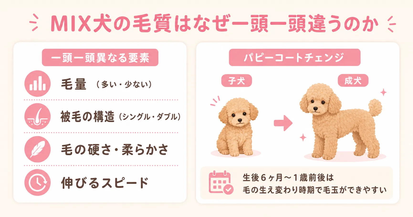 MIX犬の毛質が一頭一頭違う理由。毛量・被毛の構造・硬さ・伸びるスピードとパピーコートチェンジのインフォグラフィック
