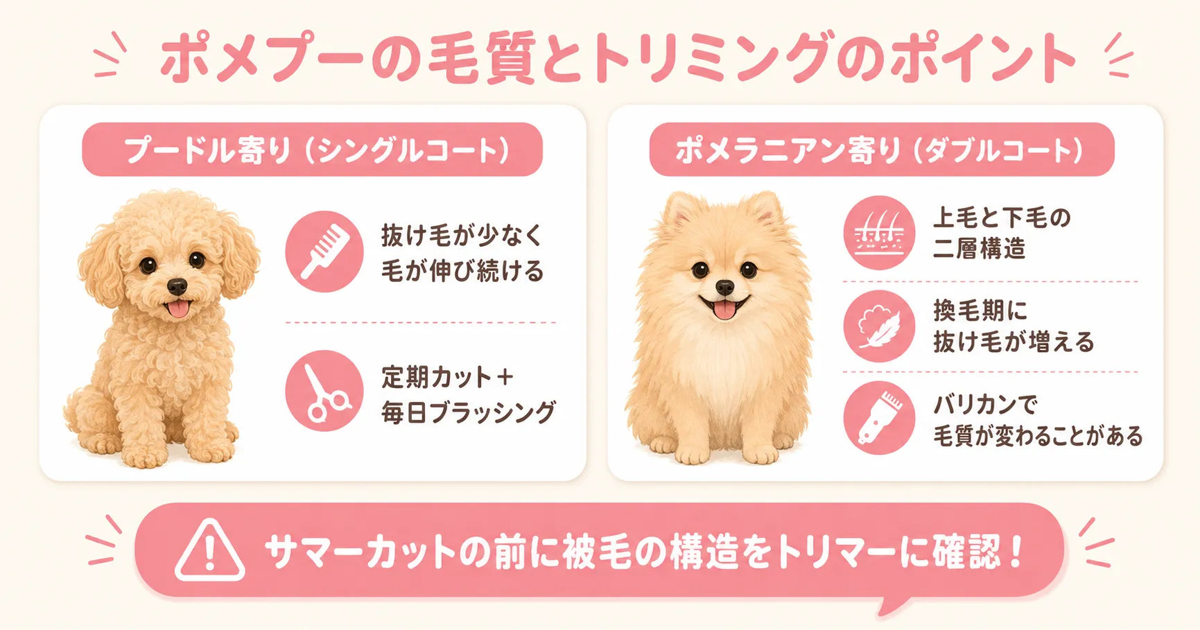 ポメプーの毛質とトリミングのポイント。シングルコートとダブルコートの違いと注意点のインフォグラフィック