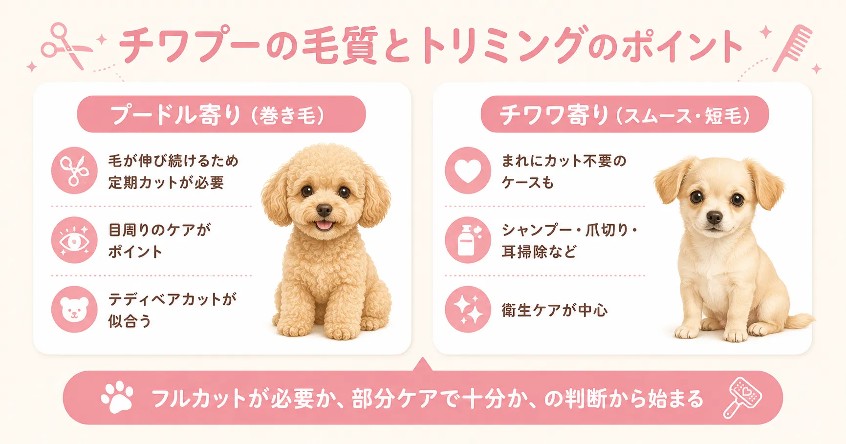 チワプーの毛質とトリミングのポイント。プードル寄りとチワワ寄りのケアの違いのインフォグラフィック