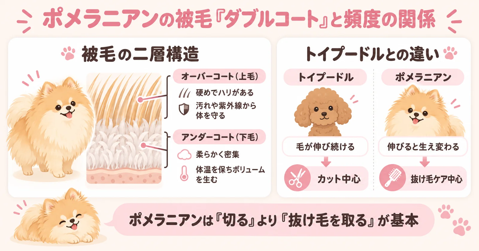 ポメラニアンのダブルコートの構造とお手入れ頻度の関係を示すインフォグラフィック