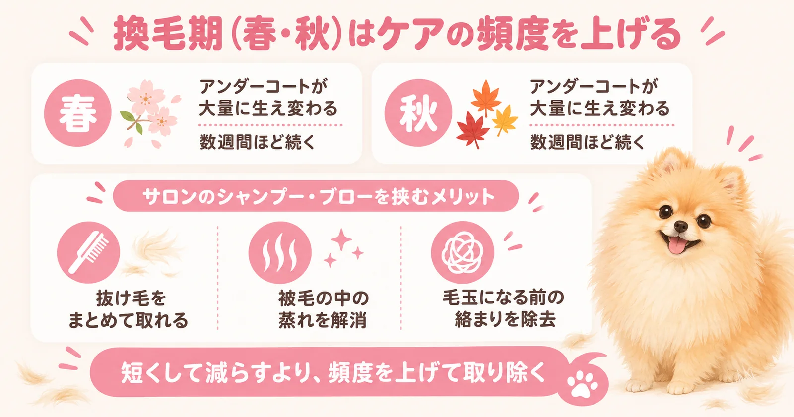 ポメラニアンの春と秋の換毛期のケアを示すインフォグラフィック