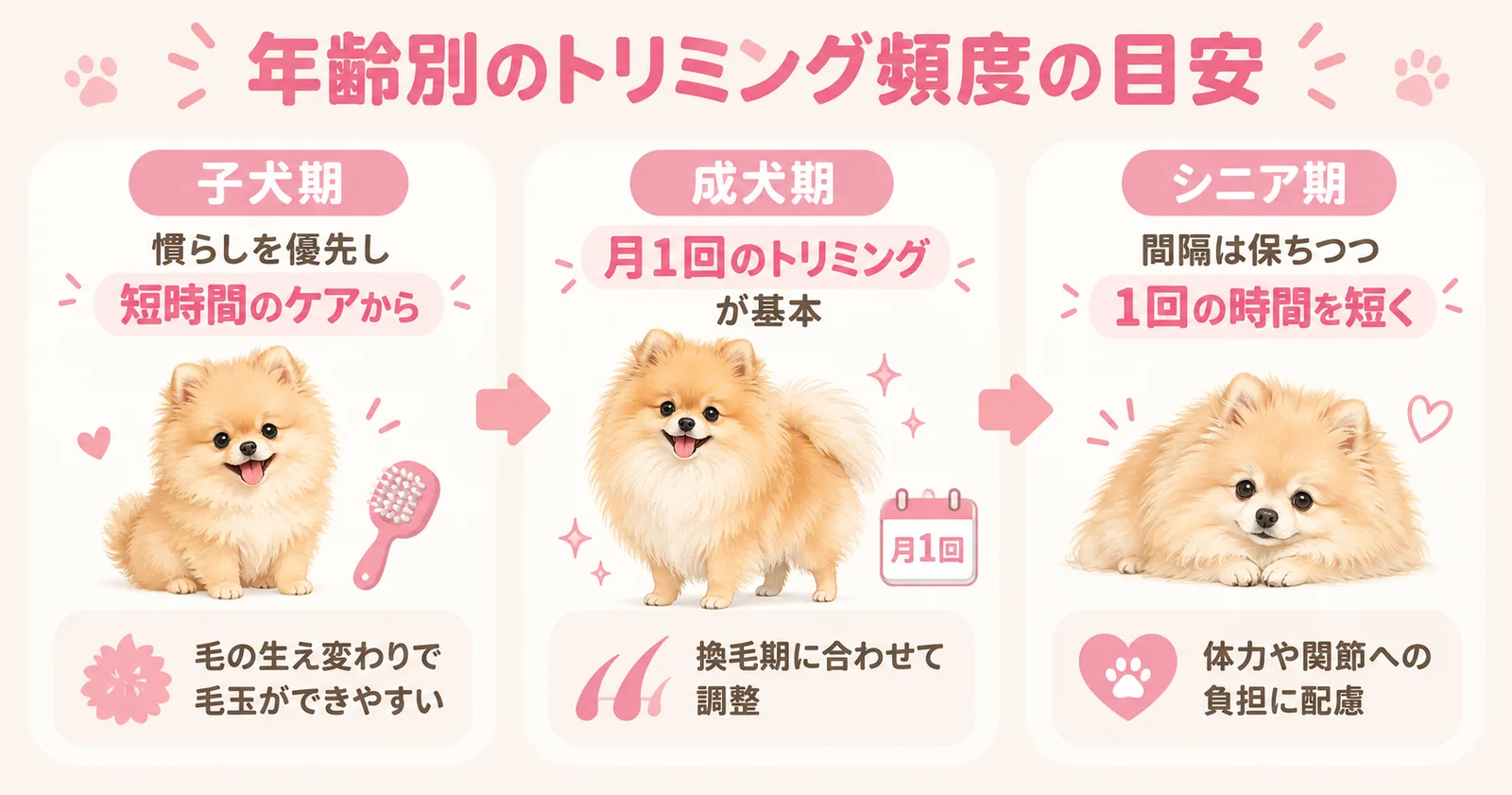 子犬期・成犬期・シニア期のポメラニアンのトリミング頻度の目安を示すインフォグラフィック